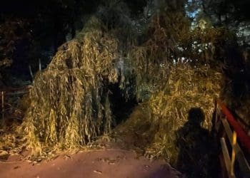 У тернопільському парку дерево впало на пішохідний міст