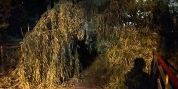 У тернопільському парку дерево впало на пішохідний міст