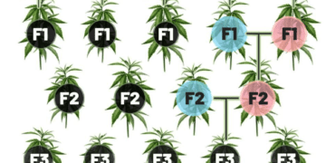 Відмінність насіння F1 – F2 – особливості гібридів
