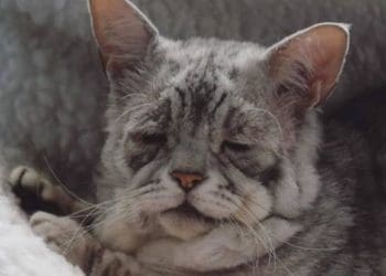 деменція у котів