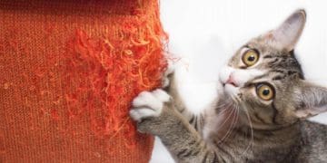 кіт дряпає меблі