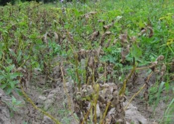 картопляне бадилля