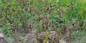 картопляне бадилля