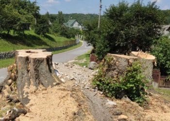 На Тернопільщині знищили об’єкт природно-заповідного фонду “Липи біля Святого Миколая”