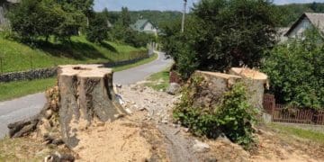 На Тернопільщині знищили об’єкт природно-заповідного фонду “Липи біля Святого Миколая”