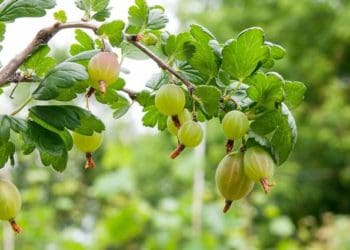 Як доглядати за агрусом влітку: рецепт добрива для росту