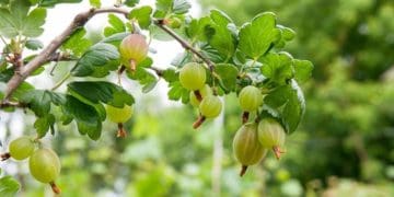 Як доглядати за агрусом влітку: рецепт добрива для росту