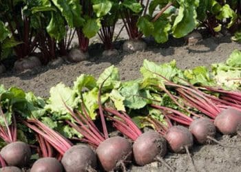 Коли збирати червоні буряки