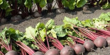 Коли збирати червоні буряки