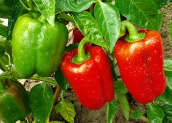 Чорні плями на плодах перцю