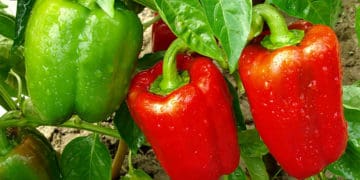 Чорні плями на плодах перцю