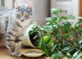 захист кімнатних рослин від котів