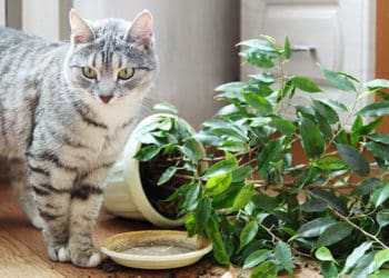 захист кімнатних рослин від котів
