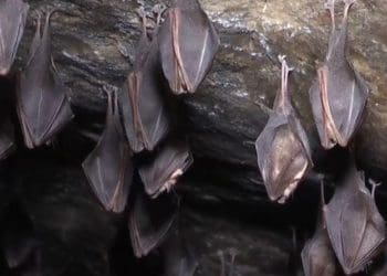 Тернопільські надзвичайники врятували кажанів