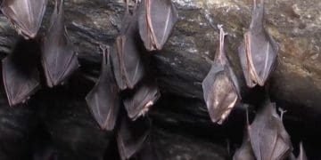 Тернопільські надзвичайники врятували кажанів