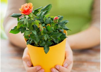 Як доглядати за трояндою з горщика: пересадка квітки