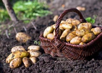 копати картоплю