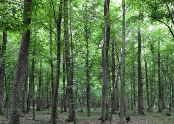 На Тернопільщини збільшилася кількість браконьєрів