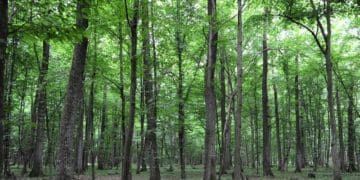 На Тернопільщини збільшилася кількість браконьєрів