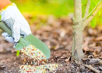 підживлення плодових дерев