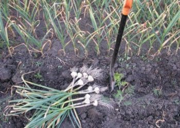 посадка після часнику