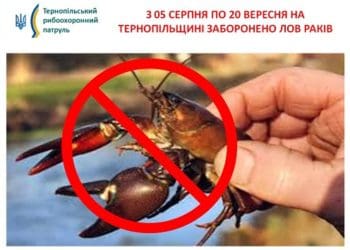 З 5 серпня по 20 вересня на Тернопільщині заборонено ловити раків