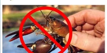 З 5 серпня по 20 вересня на Тернопільщині заборонено ловити раків