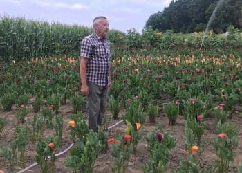 Василь Романчак