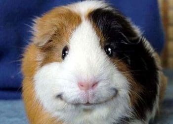 морська свинка