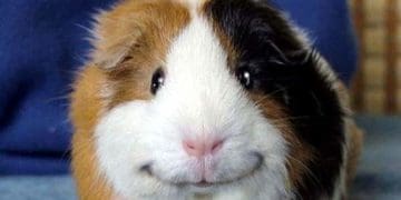 морська свинка