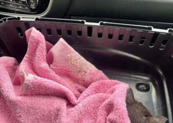 Патрульні поліцейські врятували в Тернополі кошеня