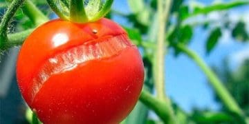 тріскання помідорів