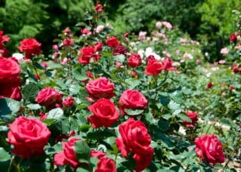 добрива для троянд