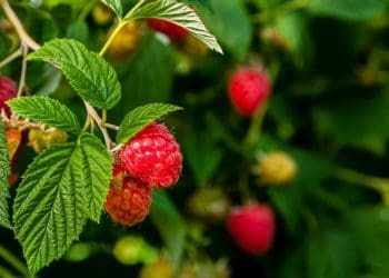 догляд за малиною в серпні