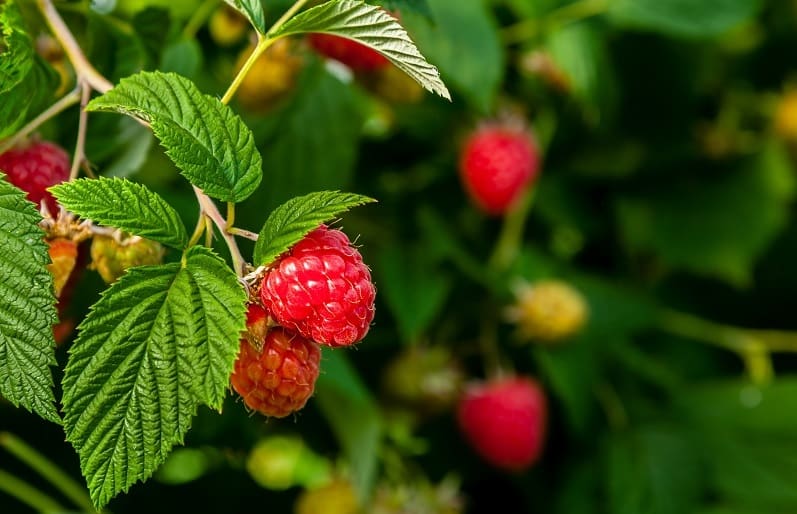 догляд за малиною в серпні