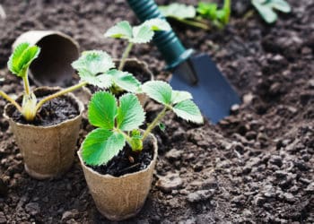 осіння посадка полуниці