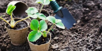 осіння посадка полуниці