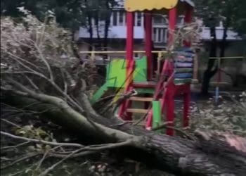 У Тернополі велике дерево впало на дитячий майданчик