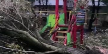 У Тернополі велике дерево впало на дитячий майданчик