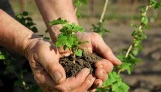 посадка ягідних культур