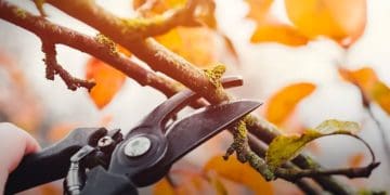 підготовка кісточкових дерев до зими