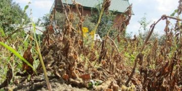 використання картопляного бадилля