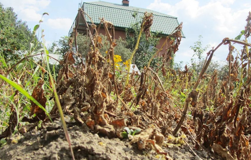 Неочікувані способи застосування картопляного бадилля в господарстві