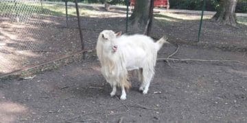 У Тернополі в рамках малої приватизації виставили цапа на аукціон