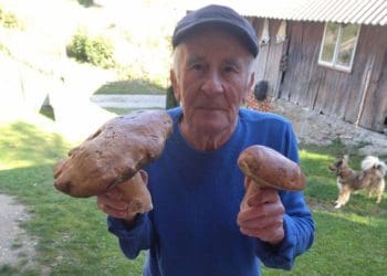 Гриб-гігант