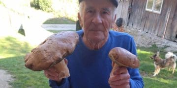 Гриб-гігант