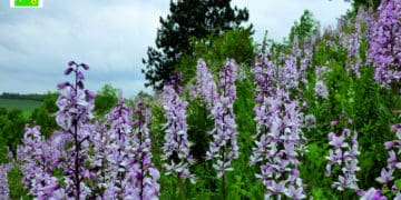 На посаду директора у Природний заповідник “Медобори” шукають людину, здатну реалізувати його потенціал