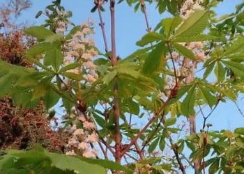 цвітіння каштанів