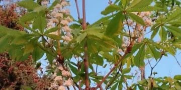 цвітіння каштанів