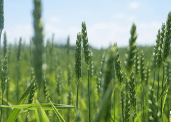 Протруйники як елемент технології раціоналізації витрат для контролю хвороб пшениці озимої